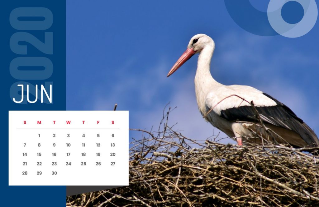 Nature Calendar 2020