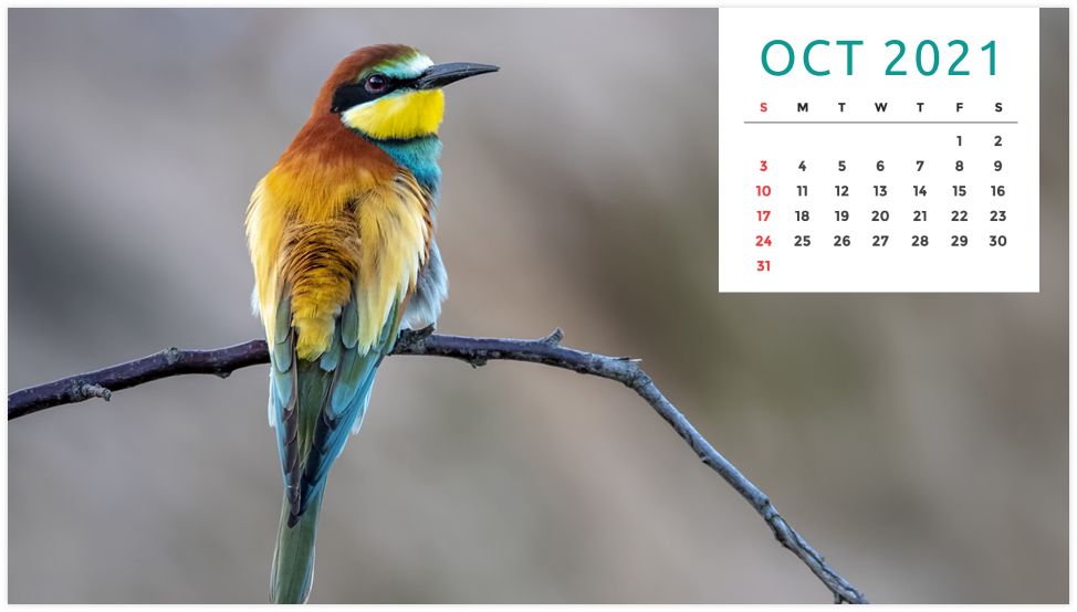 Personalized Calendar: Wildlife