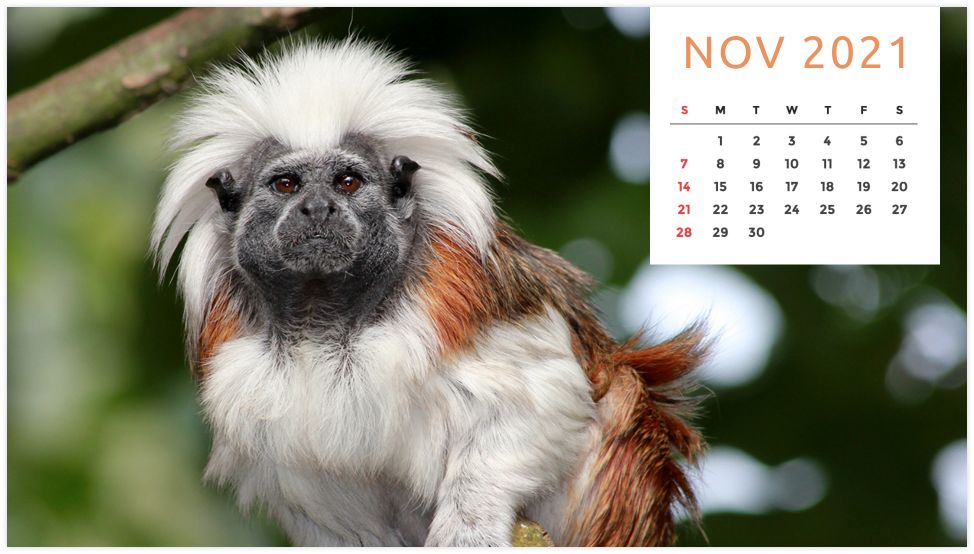 Personalized Calendar: Wildlife