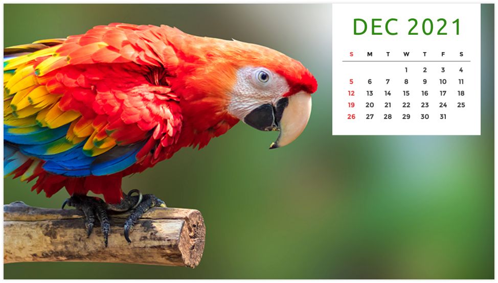 Personalized Calendar: Wildlife