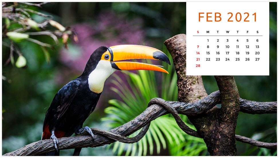 Personalized Calendar: Wildlife