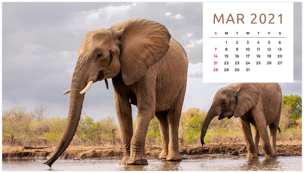 Personalized Calendar: Wildlife