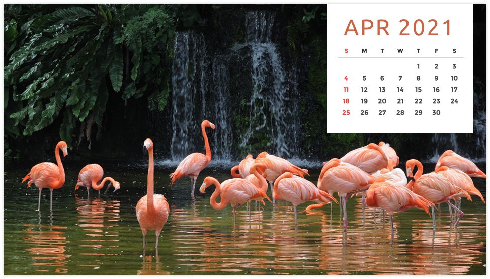 Personalized Calendar: Wildlife
