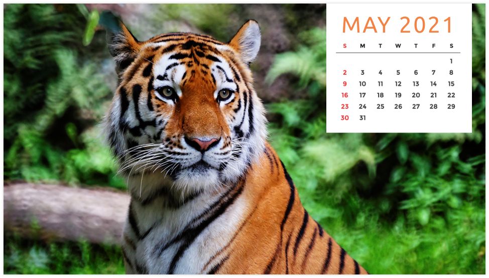 Personalized Calendar: Wildlife