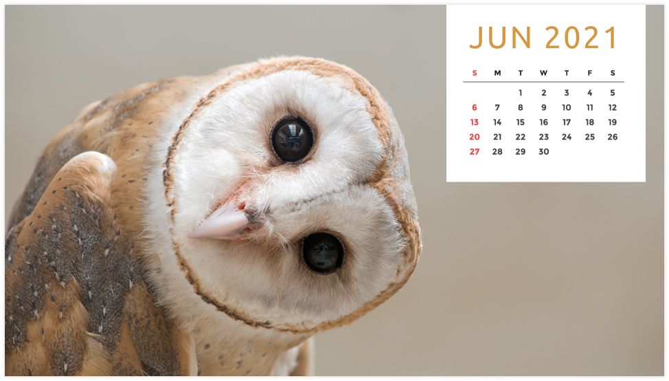 Personalized Calendar: Wildlife