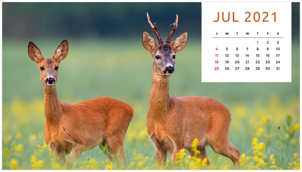 Personalized Calendar: Wildlife