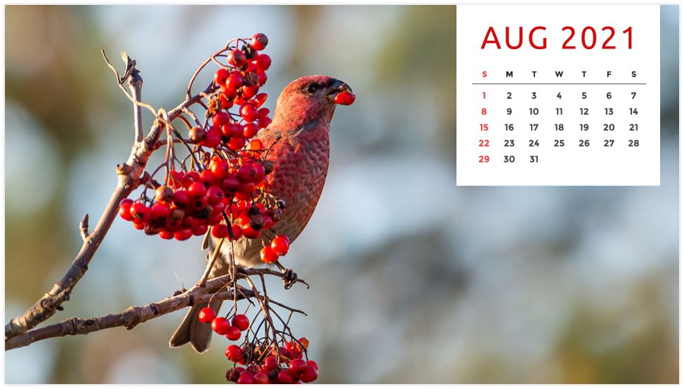 Personalized Calendar: Wildlife