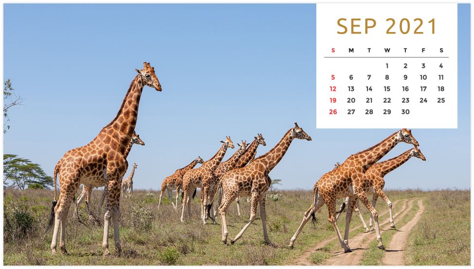 Personalized Calendar: Wildlife