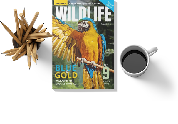 Wildlife-Magazine-Cover-Templates