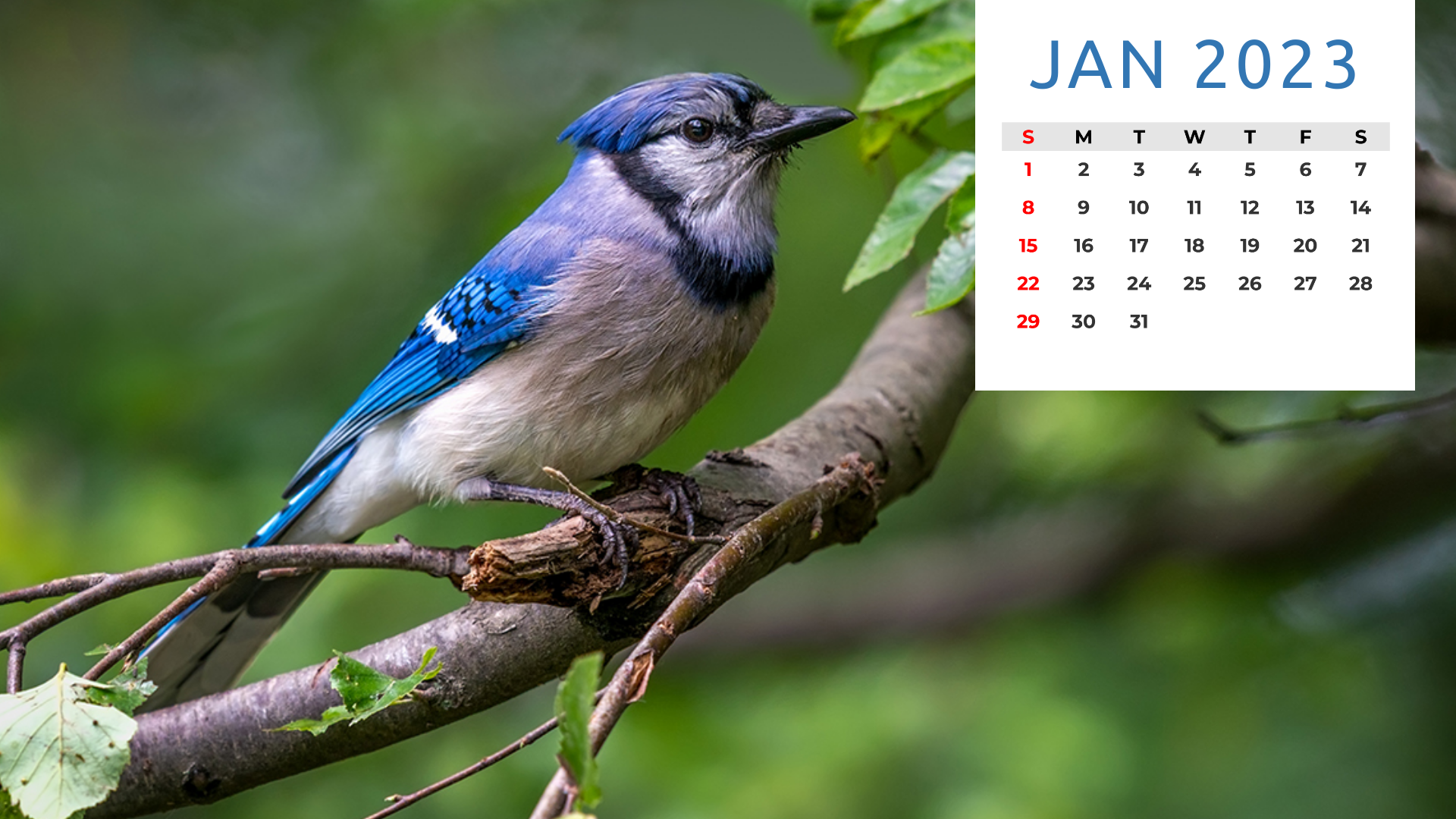 Wildlife Calendar Template