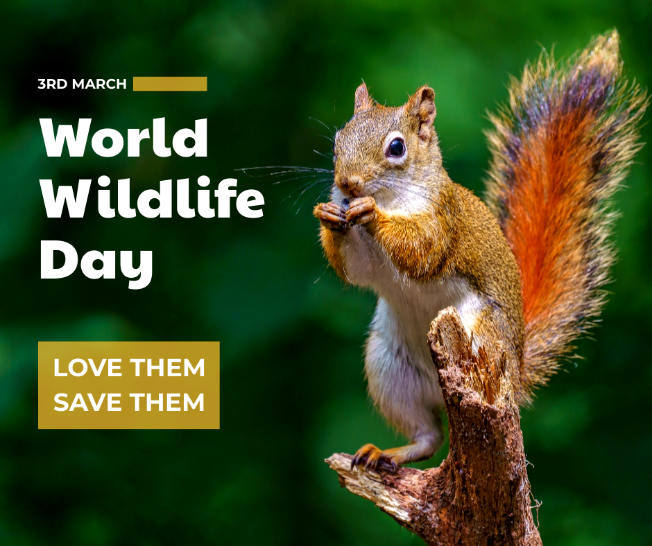 Wildlife Facebook Post Template with Squirrel Picture