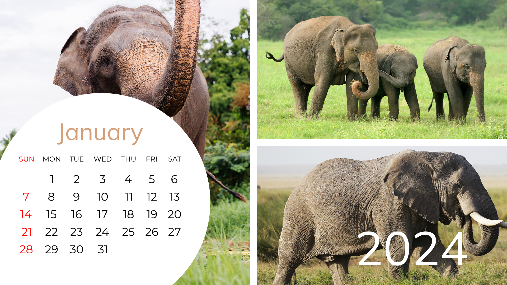 Wildlife Calendar Template